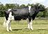 Raca: holandes preto e branco (leite) rgd: ax 117.